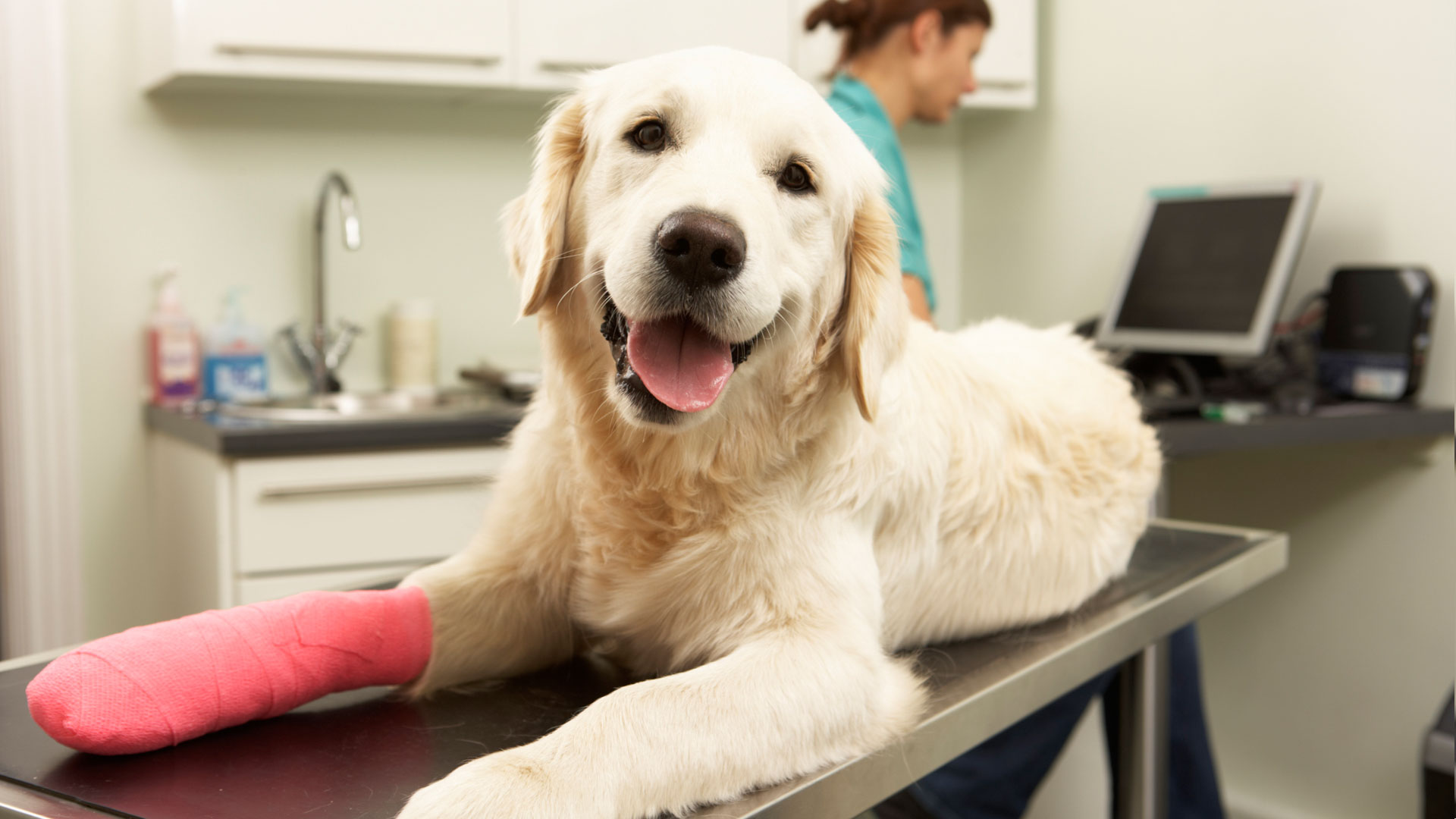 Female-Veterinary-Surgeon-Treating-Dog-In-Surgery